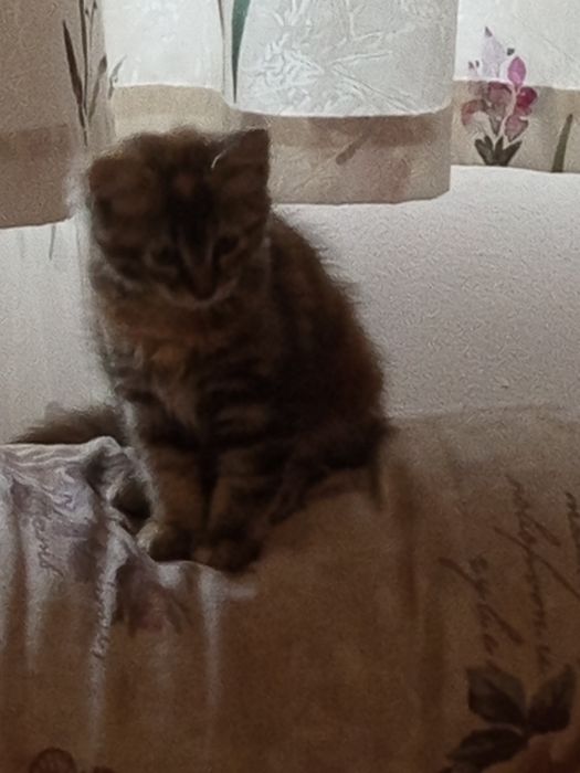 Отдам котку 3 месяца