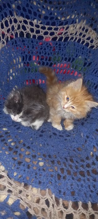 Отдам котят в добрые хорошие руки
