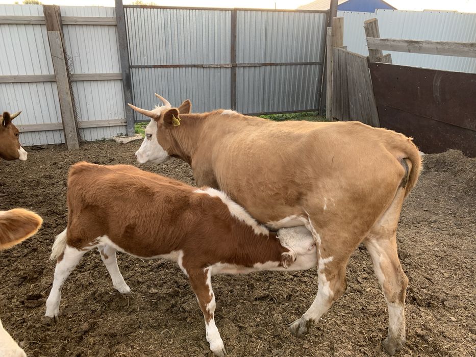 Продам 2х коров с телятами