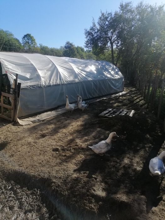 Vând Gâște albe mari