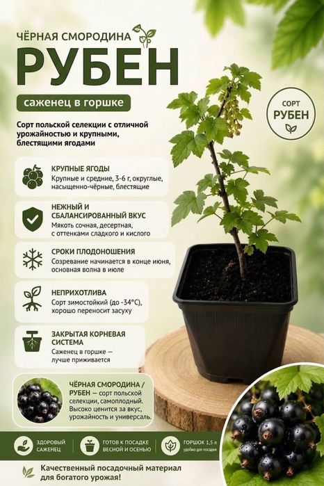 Черная смородина (в горшках)