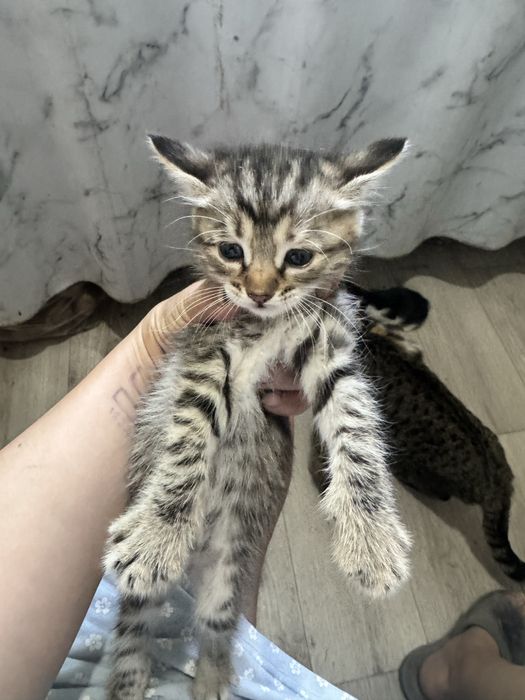 Отдадим в добрые руки, котят, 1,5 мес
