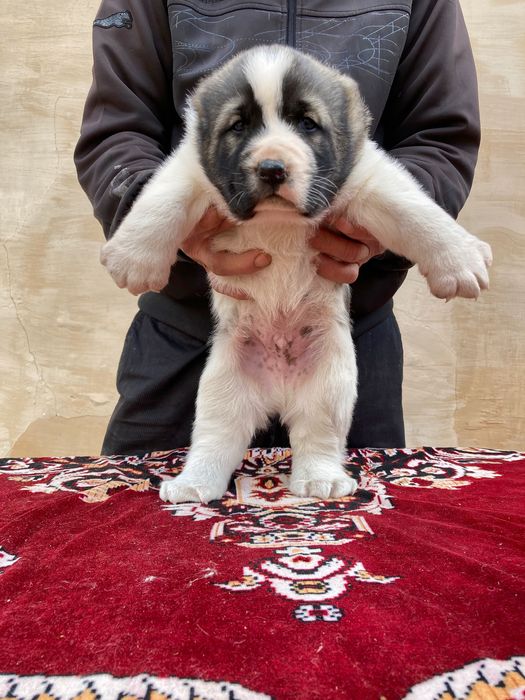 Щенок Алабая ( Чистокровный )