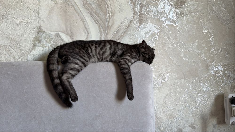 Кот отдам нашла его