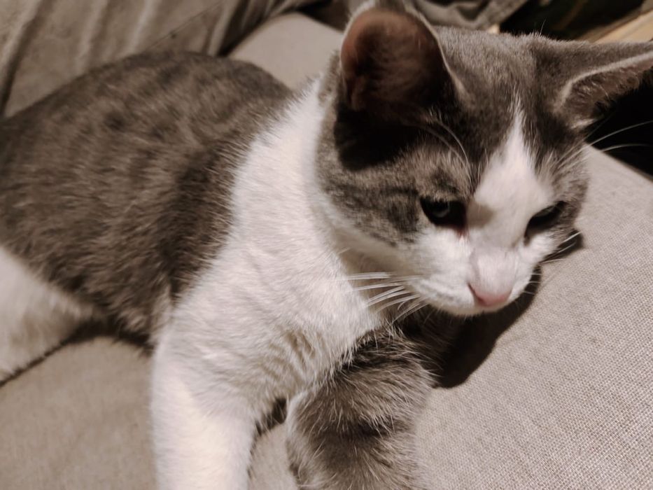 Отдам в добрые руки двух замечательных кошек