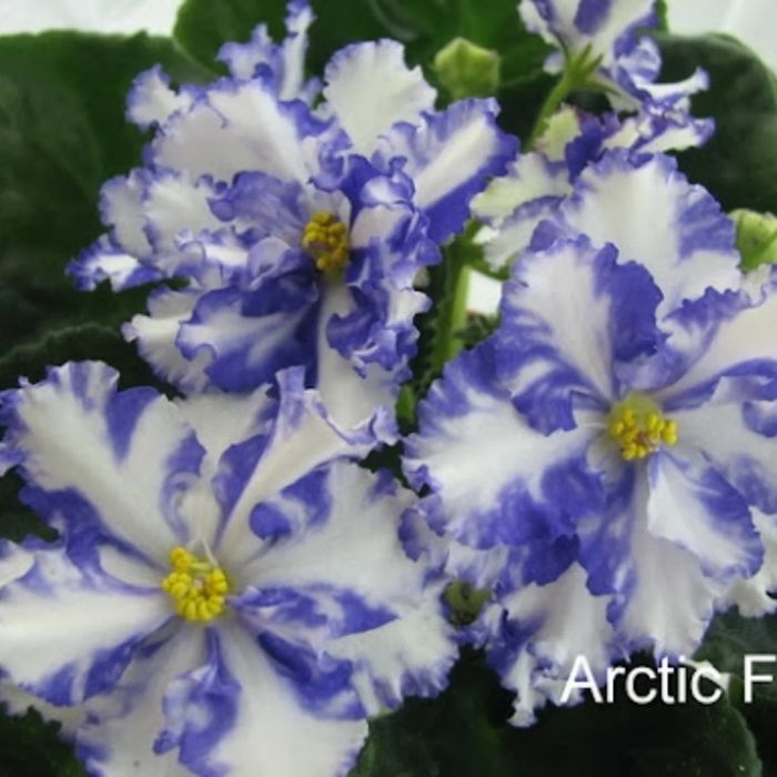 Продам листики сортовых фиалок.