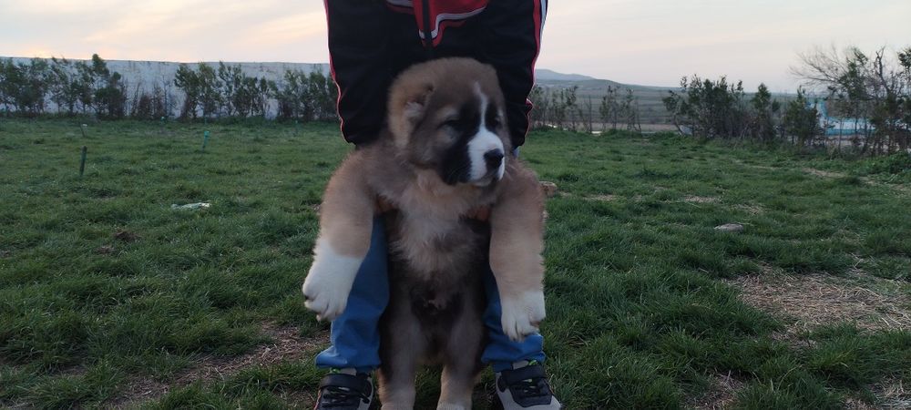 Алабай тозасидан