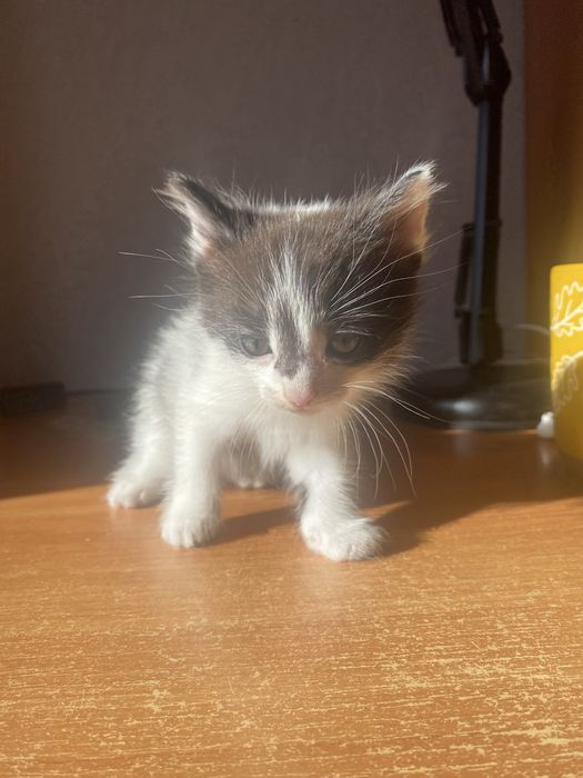 Отдам котенка(мальчика) в добрые руки
