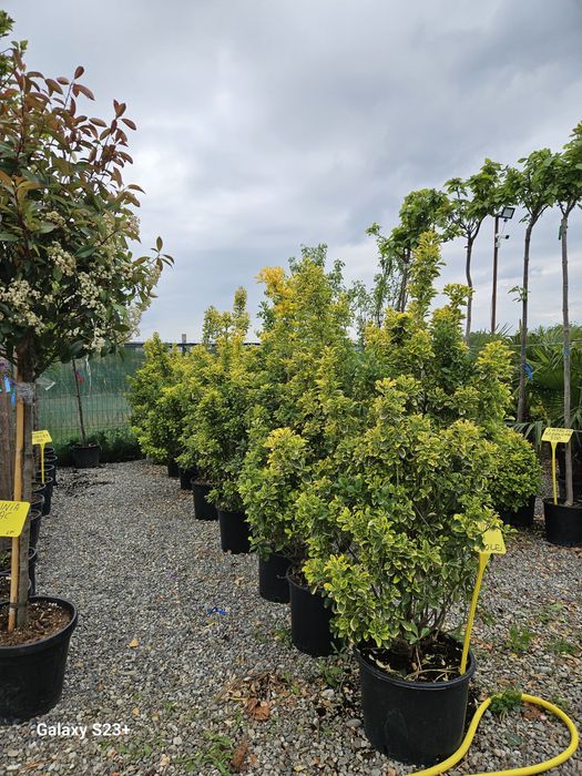 Vand plante ornamentale diversificate