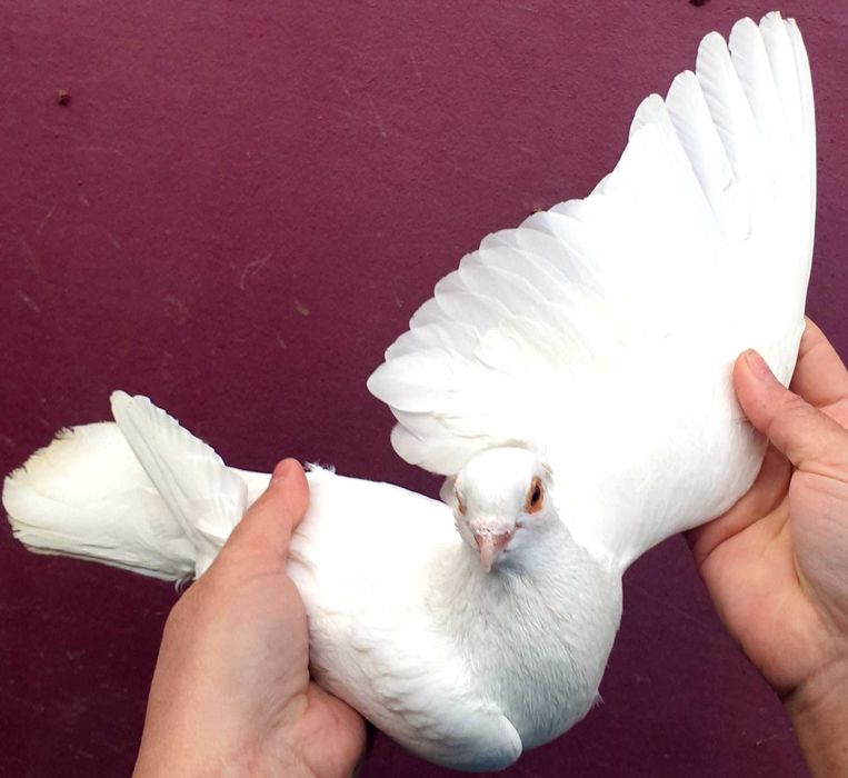 Sârbi, de Severin și galateni