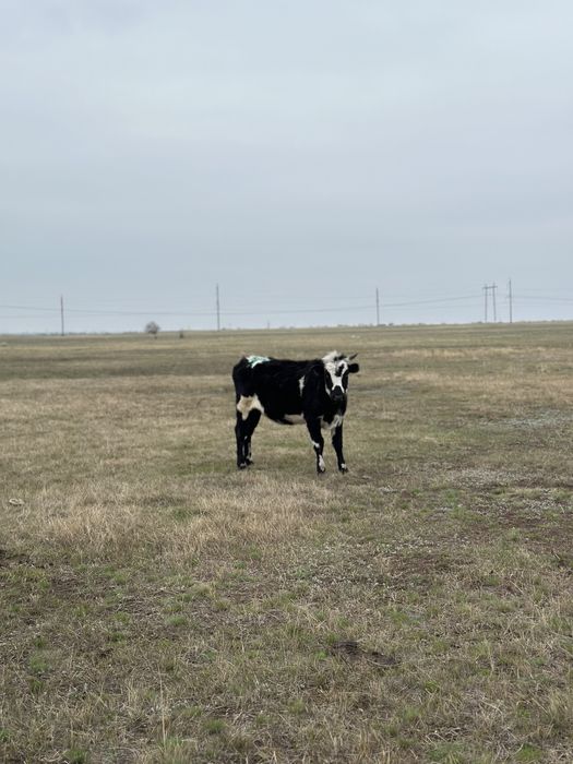 Бұзаулы сиыр тай құнажынсатылады