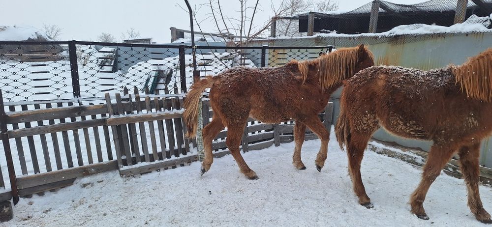 Продам лошадей две головы