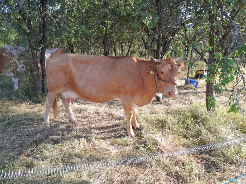 Vaca gestanta de vanzare