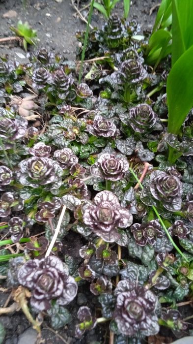 Каменные розы, Аюга