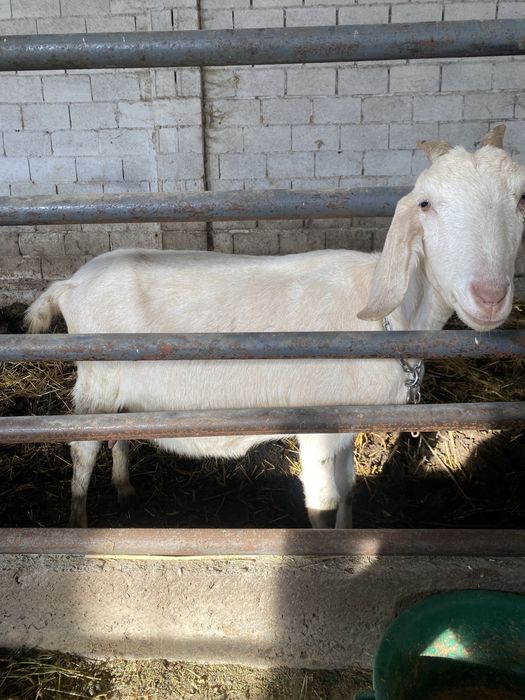 Продам коз молочный