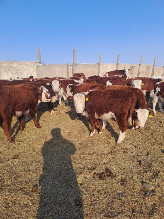 Продам телки, телечки, крс