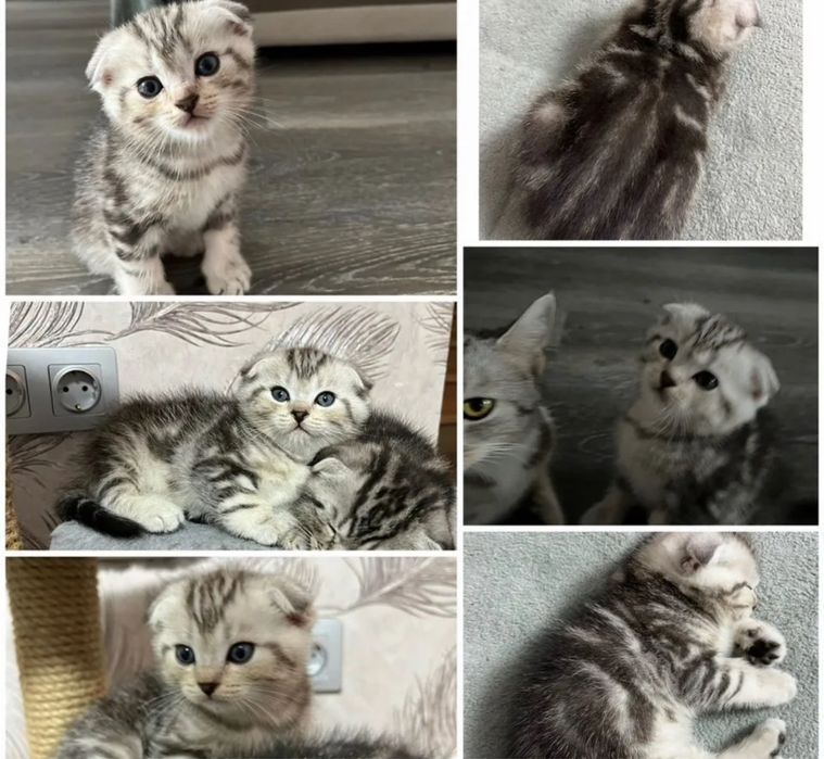 Продаются Котята