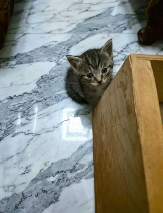 Котят в добрые руки