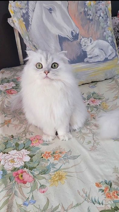 Baiat SUPERB  Scottish fold cu pedigree wcf