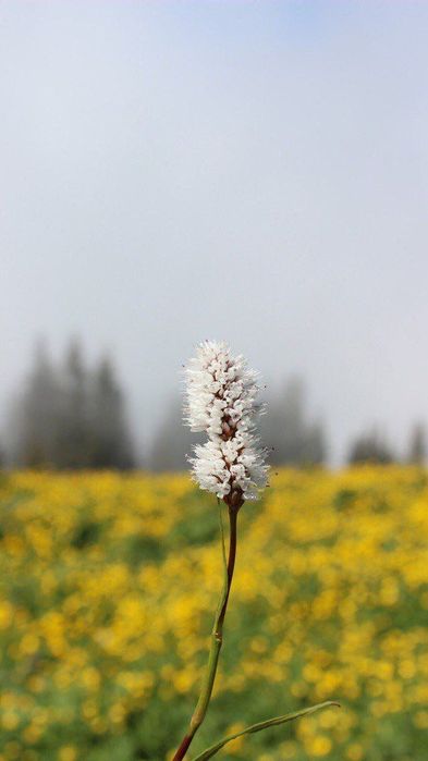 Canon EOS 600D с родным объективом