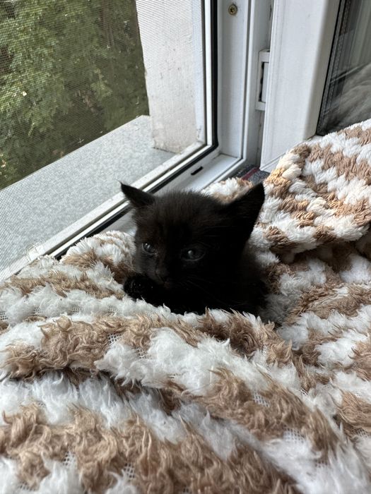 Отдам котенка в добрые руки