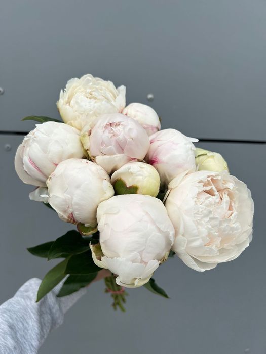 Пионы оптом и розницу