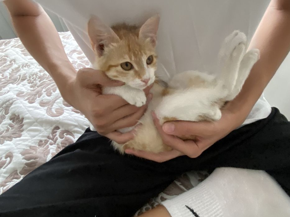 Умный котенок в добрые руки