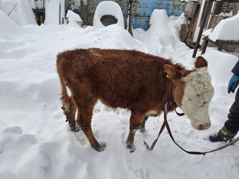 Продам бычка и телку