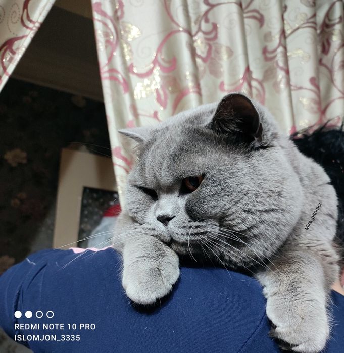 «Вязка» Британец голубого окраса!