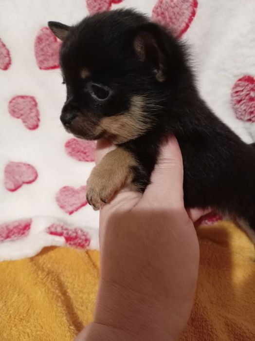 Продам щенка шпице тоя