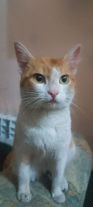 Отдам кота в добрые руки