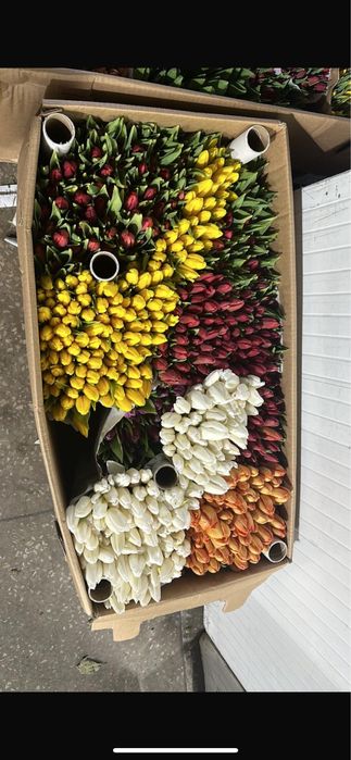 Голландские пионовидные тюльпаны