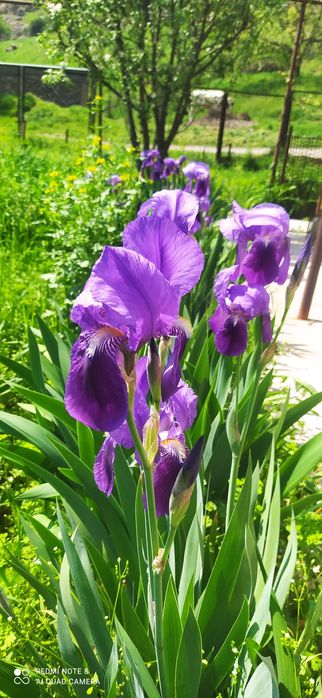 Продаю садовые Ирисы