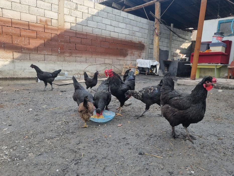 Уй тухумлари силверуд ва кора шахзода