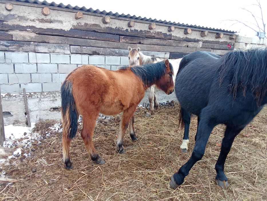 Продам лошадь.кабыла и жабагы