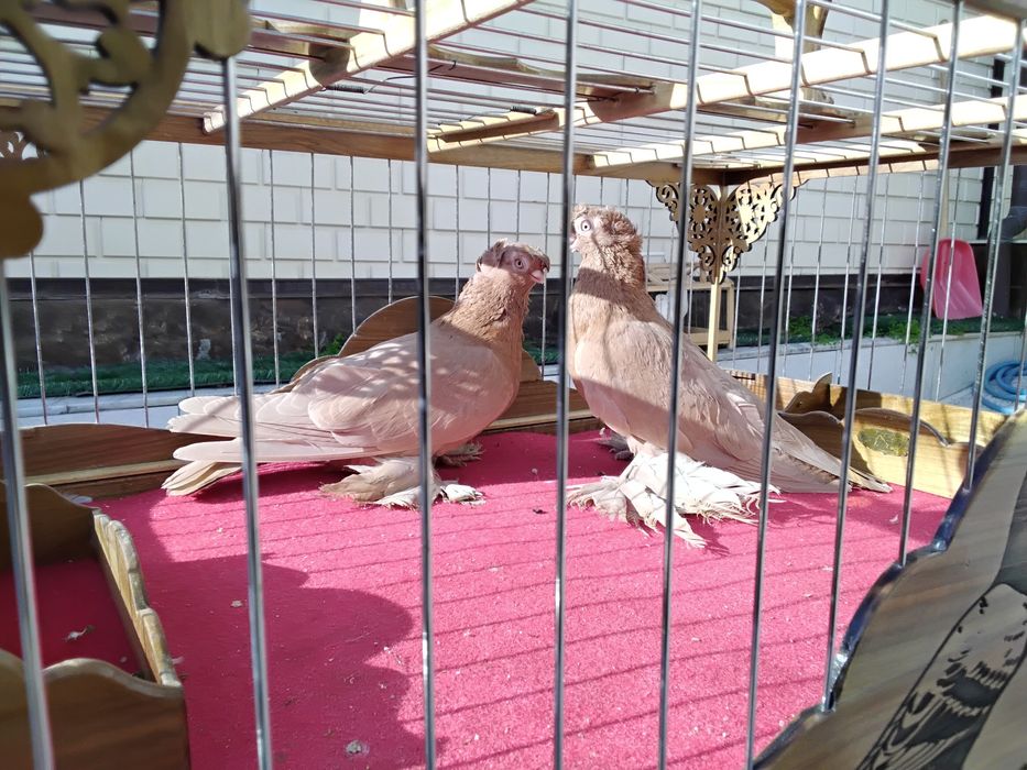 Кабутарлар голуби