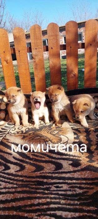 Шиба ину  Shiba Inu