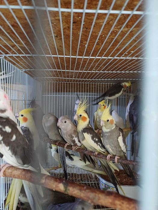Vând perusi pui,maturi cântatori nimfe kakariki rosella  turturele .
