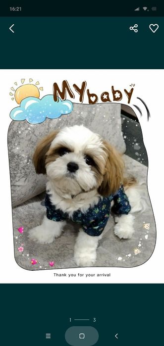 Стрижка собак ши-тцу