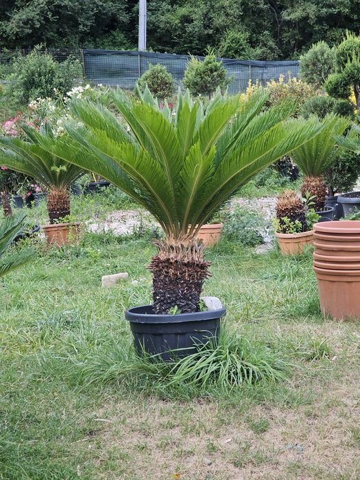 Cycas palmieri, plante exotice