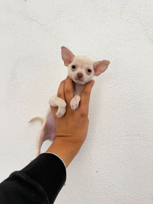 Чихуахуа Chihuahua Сини Очи