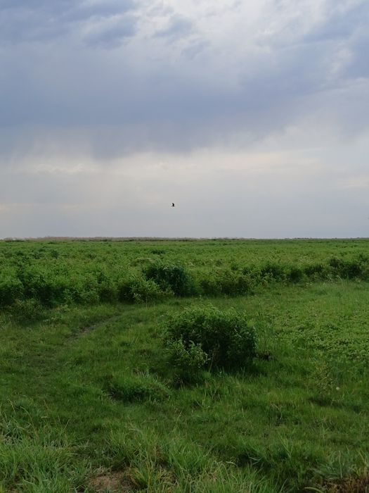 ФАЗЕНДА сатылады