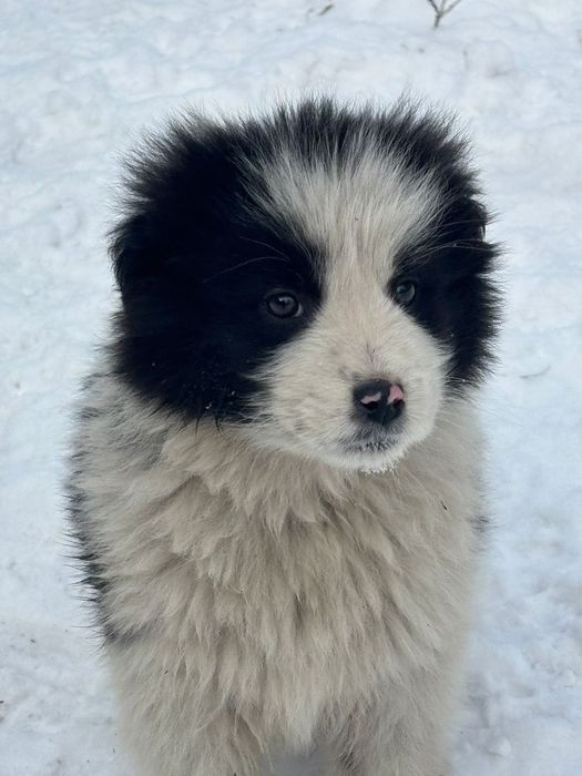 Дарю щенят!       .