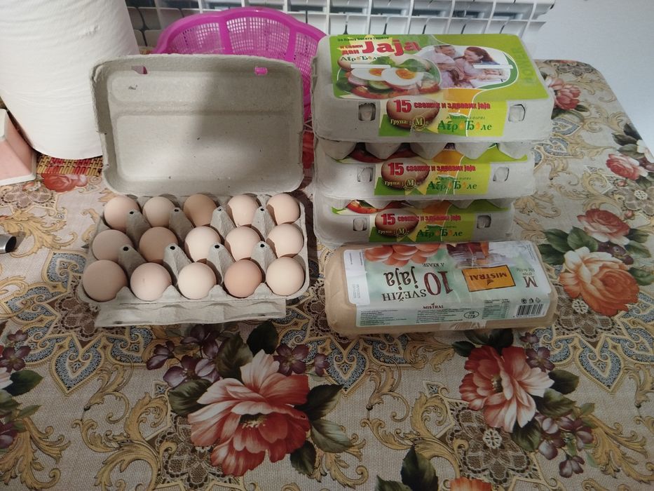 Oua pentru incubație găini Australorp