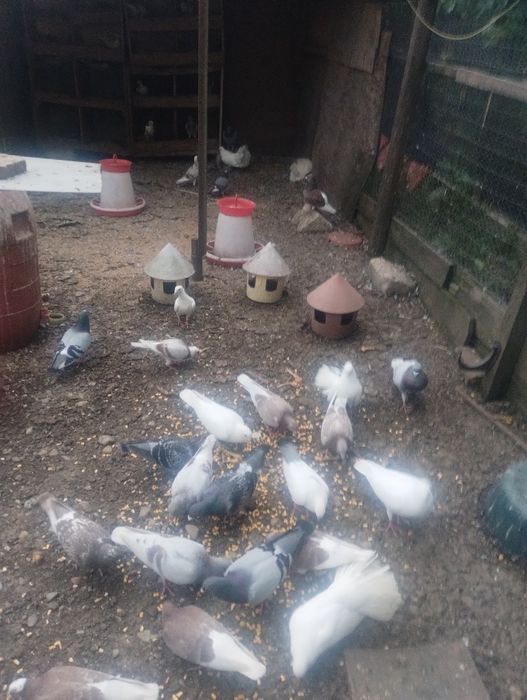 Vând porumbei iubitorilor de păsări