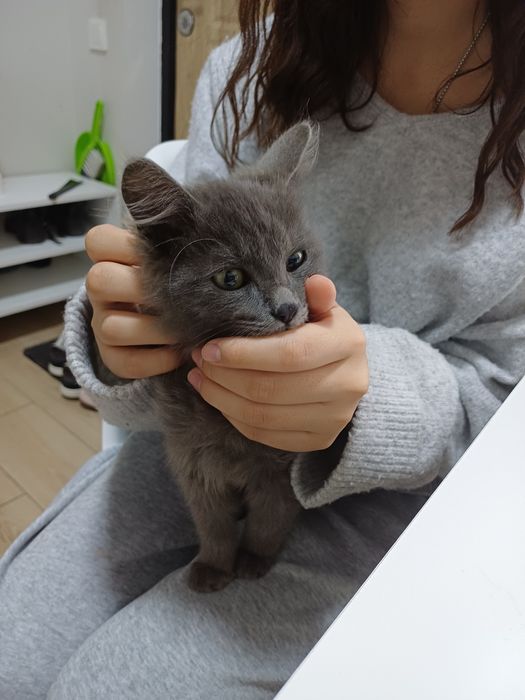 Котенок, мальчик. Отдам за 1000