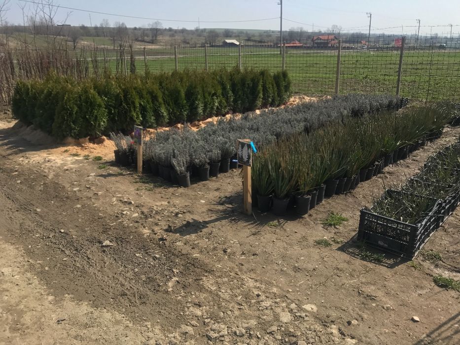 Producâtor de pomi fructiferi