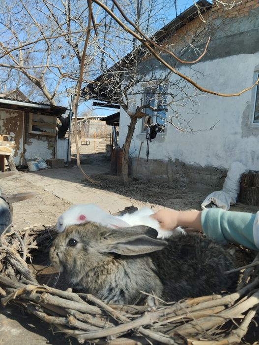 Крольчата, кролики