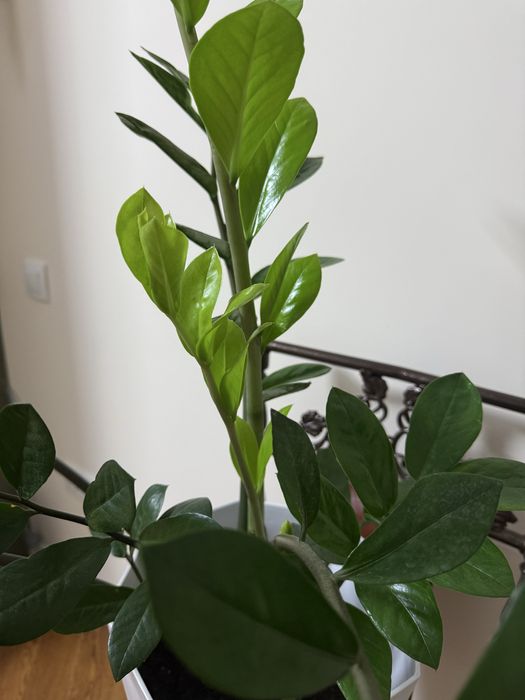 Продаю замиокулькас (долларовое дерево)