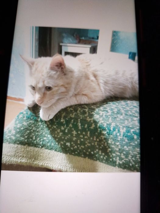 Отдаеем рыженькую в добрые руки